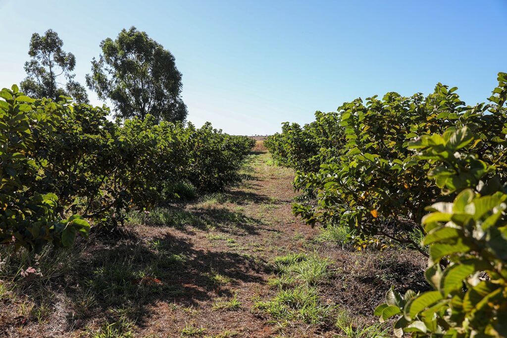 Acordo Mercosul-UE tem ‘amplo compromisso de liberação tarifária’ para indústria e agro