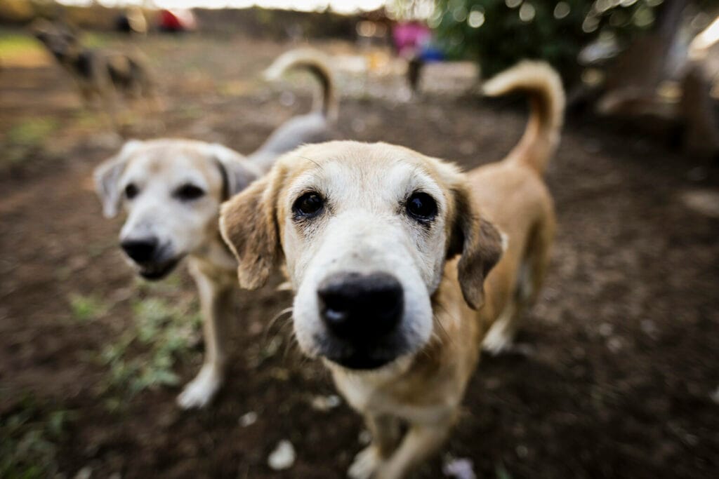 Fogos de artifício acarretam sofrimento físico e risco para animais