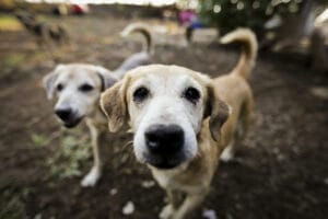 Fogos de artifício acarretam sofrimento físico e risco para animais