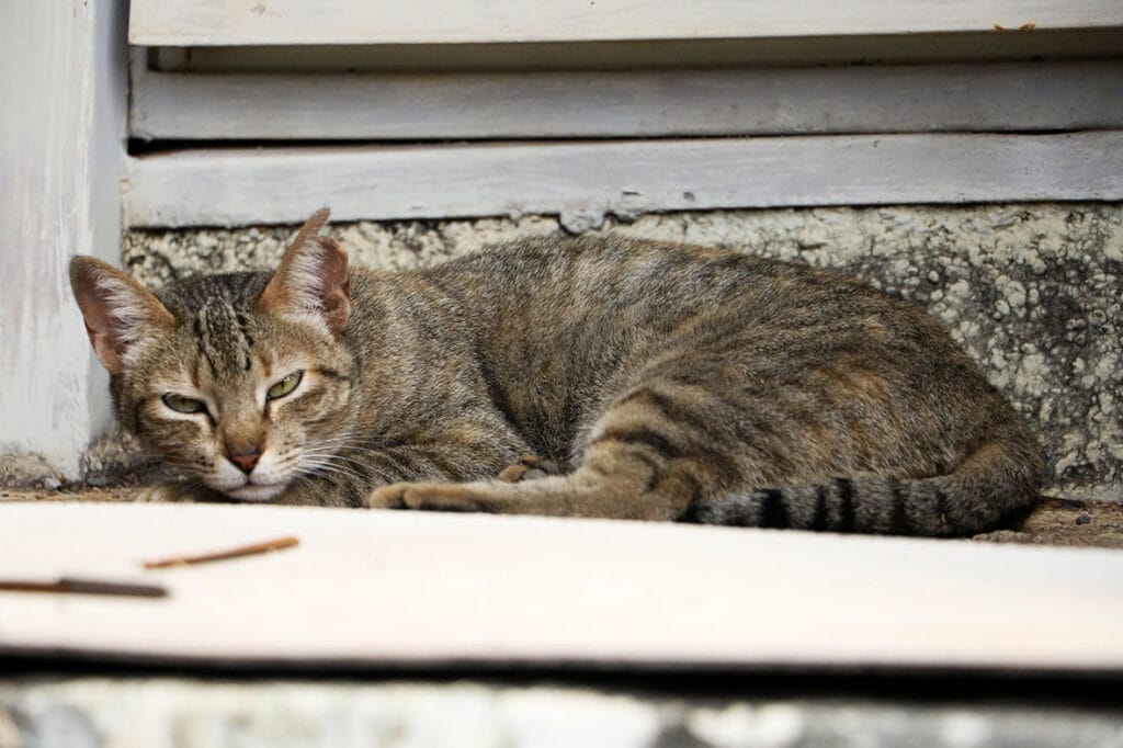 Conselho de Veterinária alerta para doença que afeta gatos