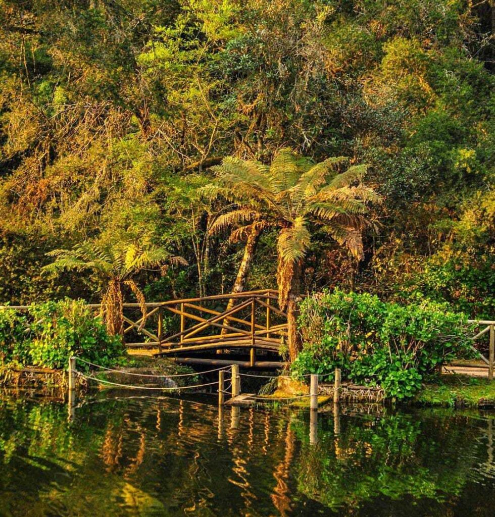 Edital Floresta Viva prorroga inscrições para restauração em terras indígenas até fevereiro