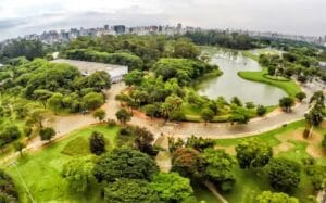 Árvore de grande porte cai no parque Ibirapuera e atinge mulher