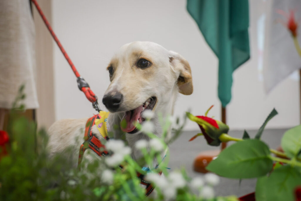 Projeto Pet ConVivência integra animais a escolas públicas do DF