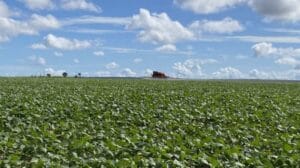 Moratória da soja: Imaflora vê riscos para o agronegócio com o abandono do acordo