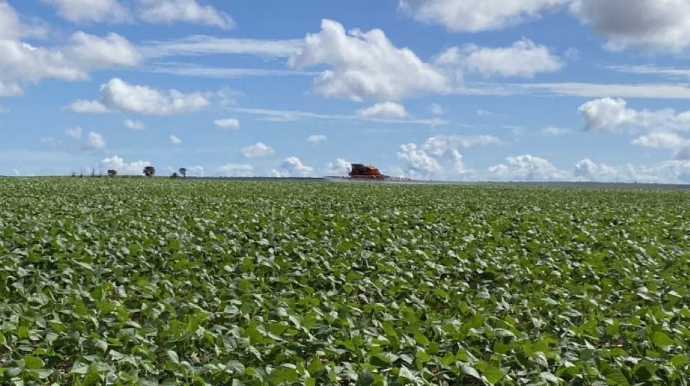 Moratória da soja: Imaflora vê riscos para o agronegócio com o abandono do acordo