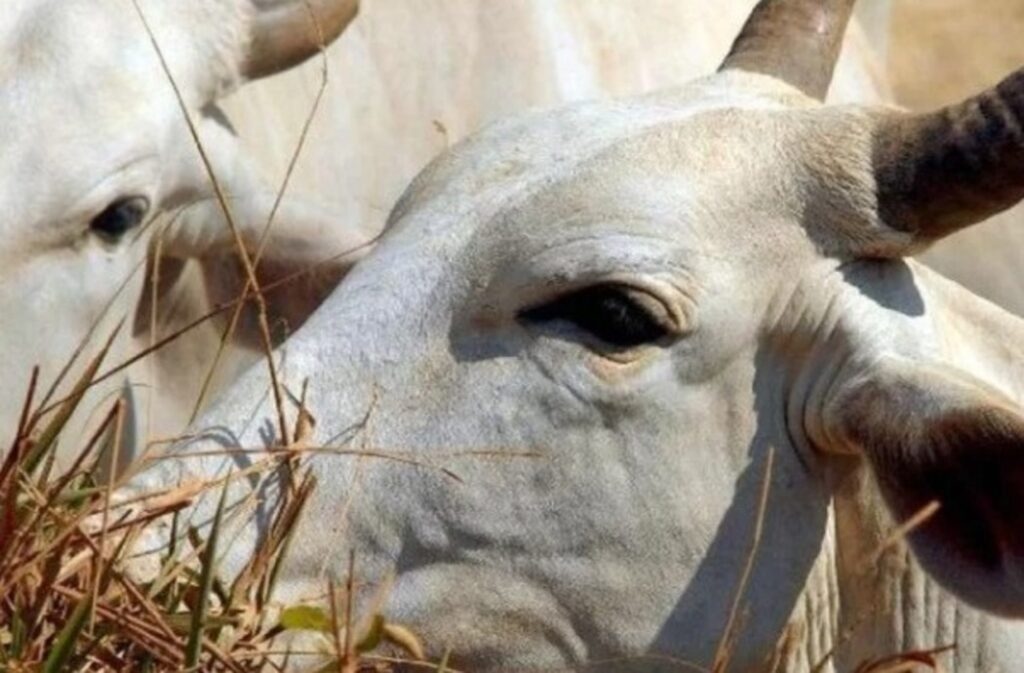 Vietnã abre mercado para gordura bovina do Brasil; Arábia Saudita para heparina