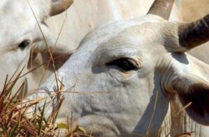 Vietnã abre mercado para gordura bovina do Brasil; Arábia Saudita para heparina