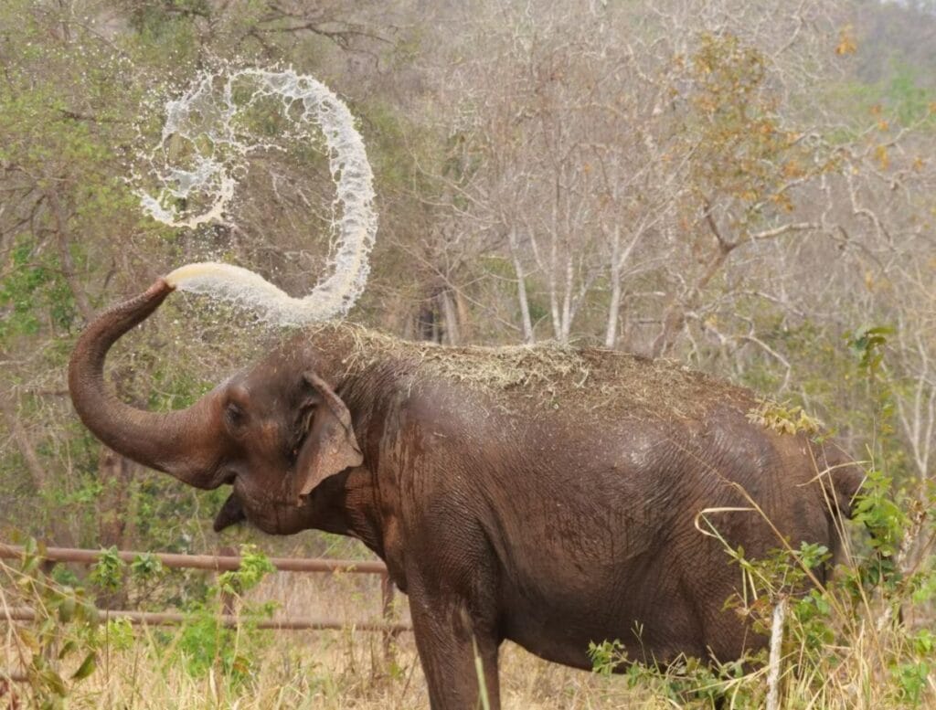 Mato Grosso suspende autorização para santuário receber novos elefantes; entenda