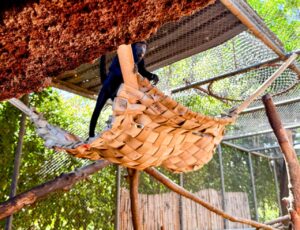 Zoológico de Brasília adapta cuidados com animais durante período chuvoso