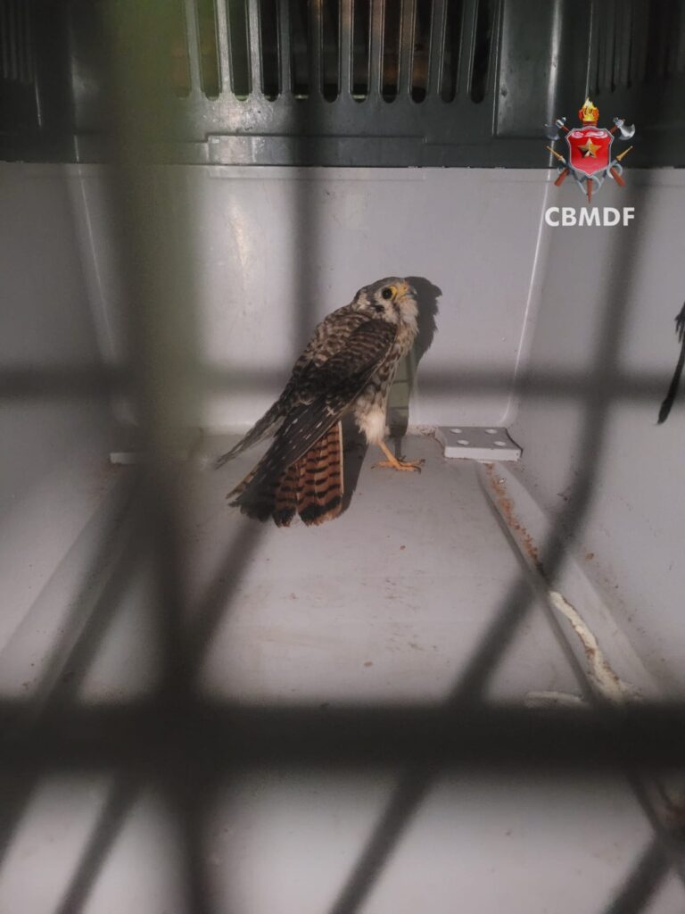 Bombeiros resgatam falcão preso em poste em Samambaia