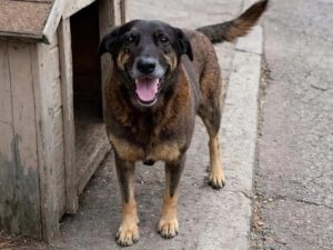 Relembre ataques a cães que geraram indignação pelo Brasil nos últimos dias