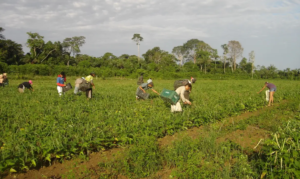 Desenrola Rural atinge 440 mil acordos e R$ 20 bilhões em dívidas renegociadas
