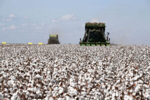 Acordo UE-Mercosul pode beneficiar algodão do Brasil, mas moda esbarra no design