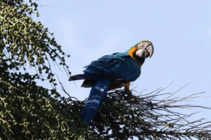 Primeira soltura de araras-canindés revive espécie extinta no Rio