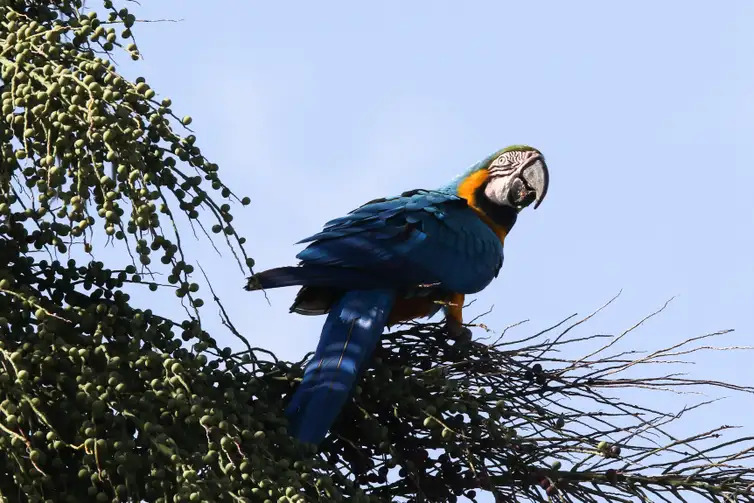 Primeira soltura de araras-canindés revive espécie extinta no Rio