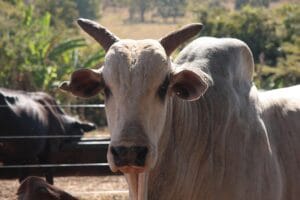 Carne bovina: governo trabalha ‘em conjunto com iniciativa privada’ para mitigar salvaguarda