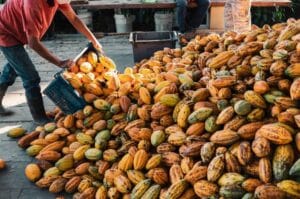 Lei incentiva setor cacaueiro com foco em pesquisa e crédito