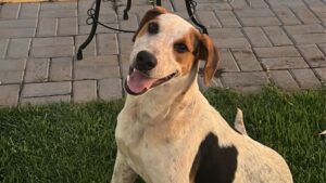 Cão comunitário morre baleado no PR, e outro animal é atingido por disparo de policial no RS