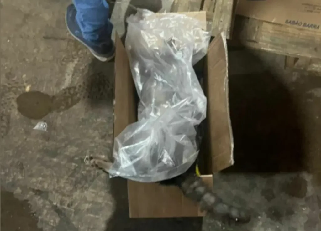 Gerente de supermercado contrata empresa para envenenar gatos em Mineiros