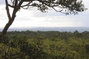 Universidades criam instituto para ciência e políticas do Cerrado