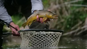 Presos suspeitos de pescar peixes ameaçados em Goiás