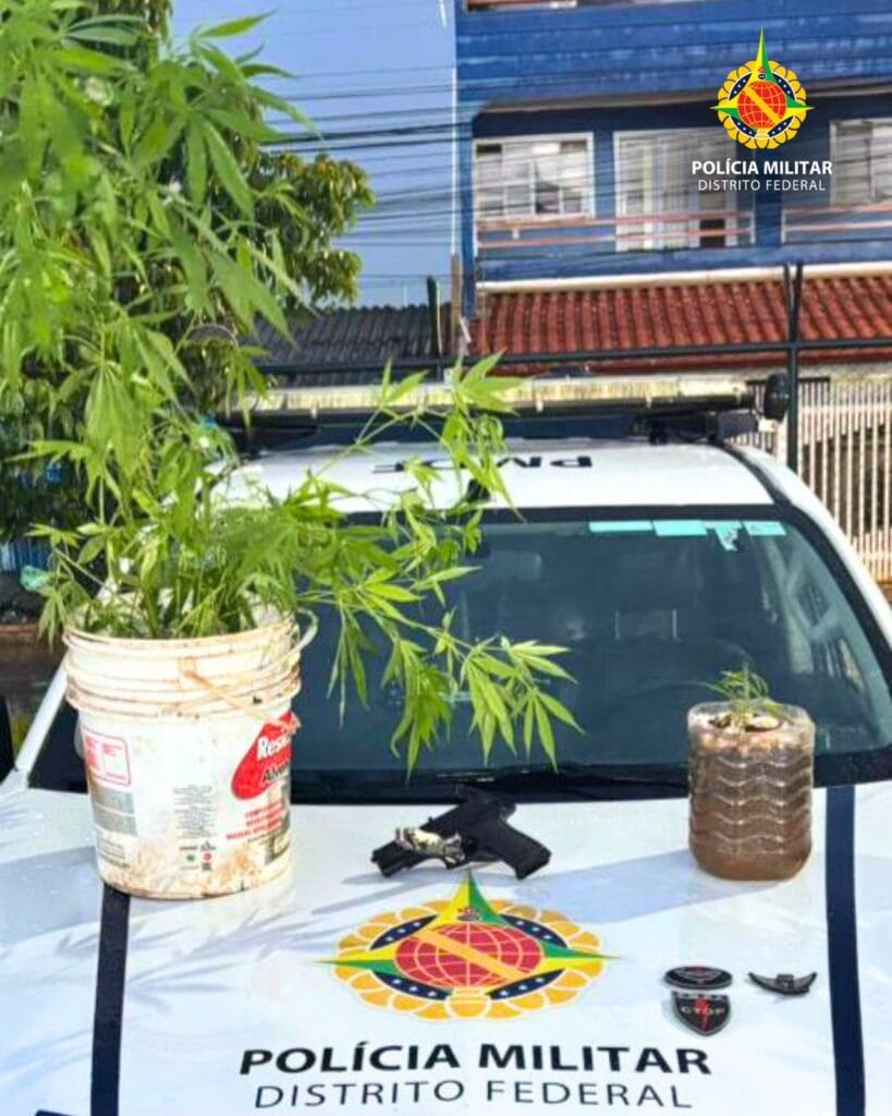 Polícia apreende plantas de cannabis e prende suspeito no Itapoã