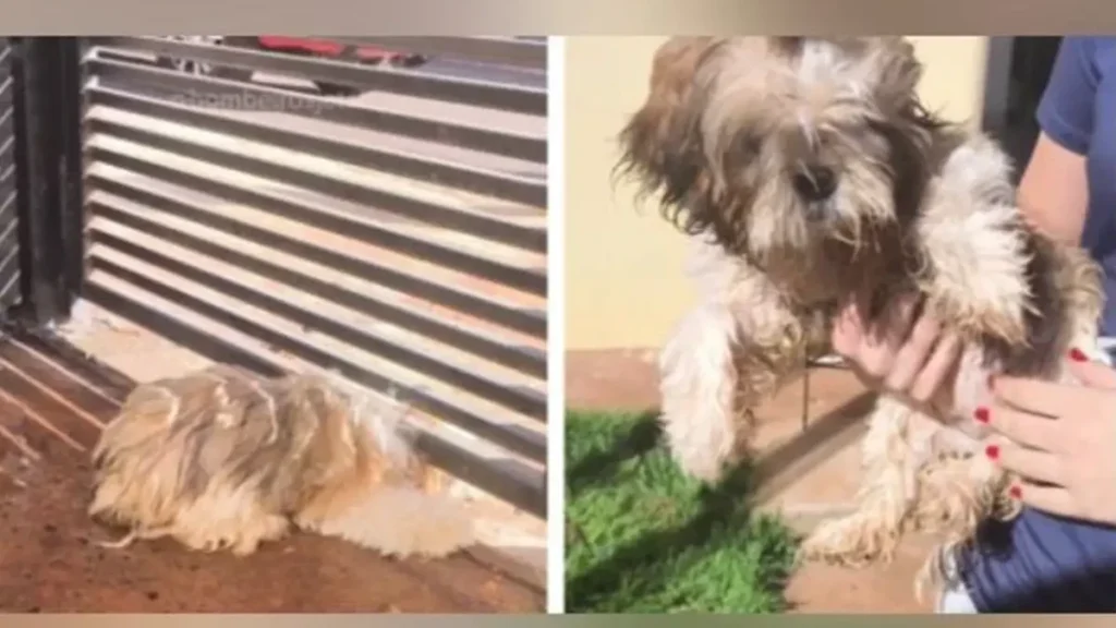 Cadela presa em portão é resgatada por bombeiros em Jataí