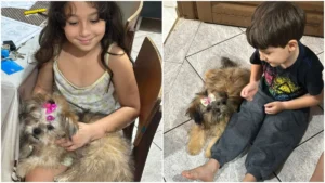 Família procura cachorras desaparecidas no setor Garavelo, em Aparecida