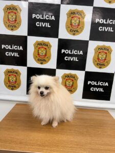 PCDF recupera cão furtado de uma residência no Lago Norte