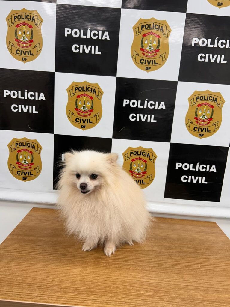 PCDF recupera cão furtado de uma residência no Lago Norte