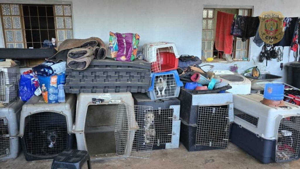Polícia Civil resgata filhotes abandonados na zona rural do DF