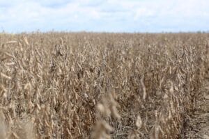 Moratória da Soja: diretor do WWF-Brasil diz que empresas priorizaram incentivos