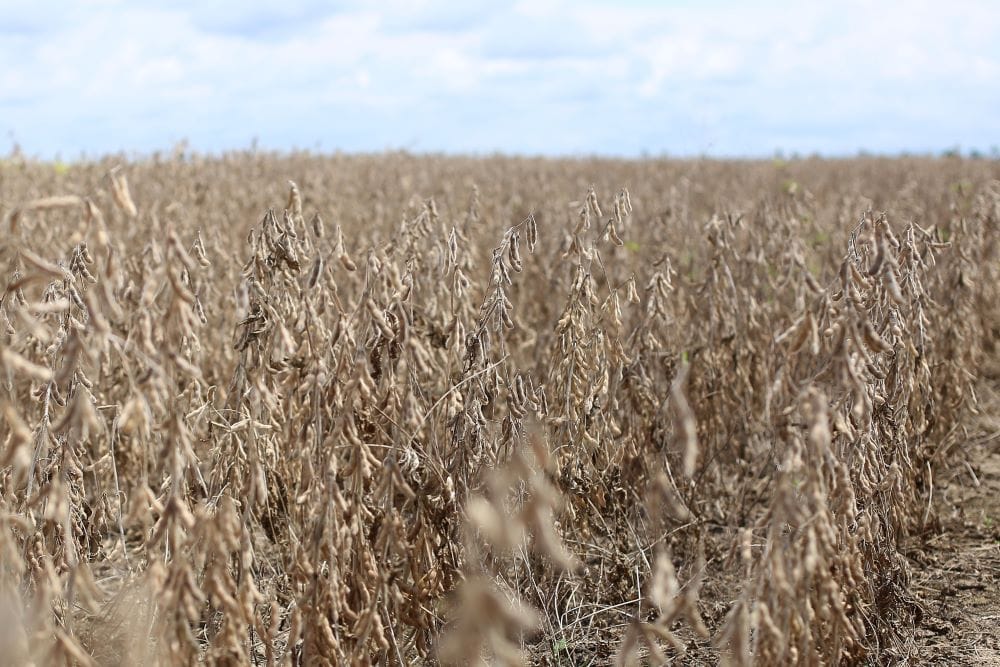 Moratória da Soja: diretor do WWF-Brasil diz que empresas priorizaram incentivos