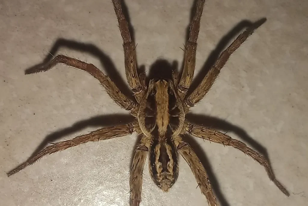 Quais aranhas correm risco de extinção em Goiás? Semad mobiliza pesquisadores para descobrir