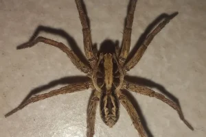 Quais aranhas correm risco de extinção em Goiás? Semad mobiliza pesquisadores para descobrir