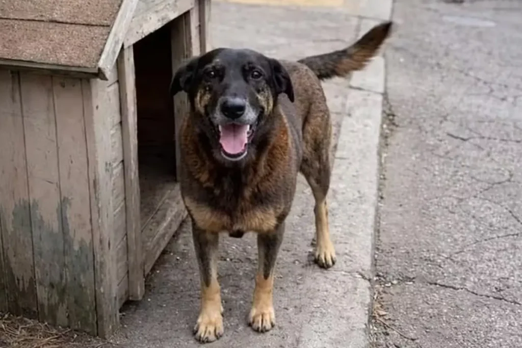 Cão Orelha: conduta de delegado-geral está sob investigação