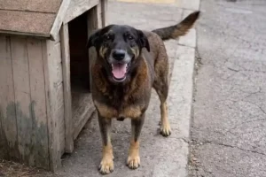 Cão Orelha: conduta de delegado-geral está sob investigação