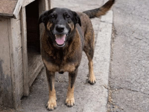 Vídeo do cão Orelha sem ferimentos vira arma da defesa de adolescente apontado como autor da agressão