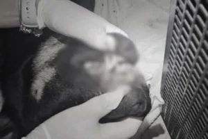 Três adolescentes são apreendidos sob suspeita de matar cão