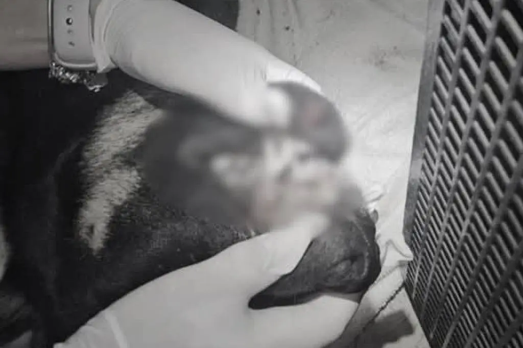 Três adolescentes são apreendidos sob suspeita de matar cão