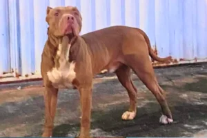 Pitbull filmado atacando animais no Solar Ville é resgatado: 'Queriam matá-lo'