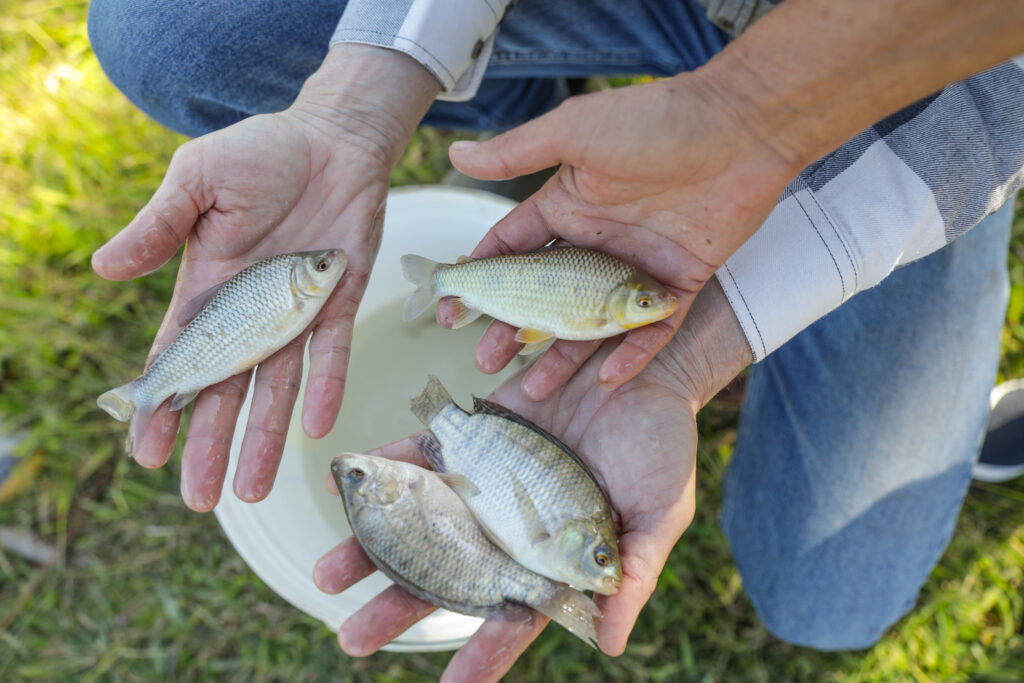 Selo Pesca Artesanal entra em vigor para impulsionar comercialização