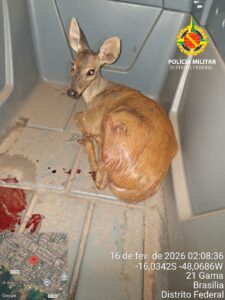 BPMA resgata veado-catingueiro ferido após ataque de cão no Gama