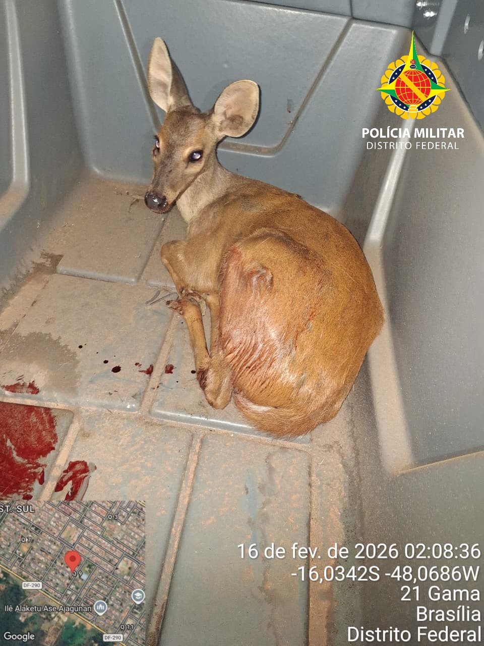 BPMA resgata veado-catingueiro ferido após ataque de cão no Gama