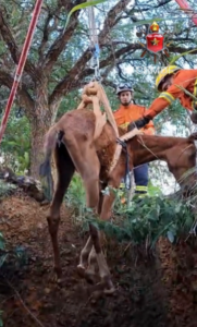 Bombeiros resgatam potrinha presa em buraco de fossa na BR-251
