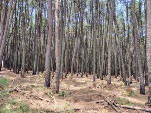 Decreto oficializa limites da Floresta dos Pinheiros no Paranoá