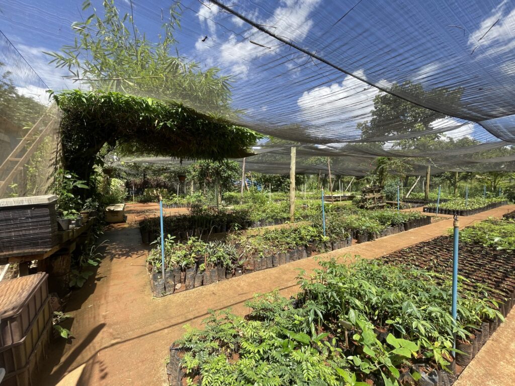 Viveiro do Lago Norte reforça ações de reflorestamento no DF 