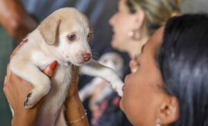 DF lança cadastro online para identificação de cães e gatos