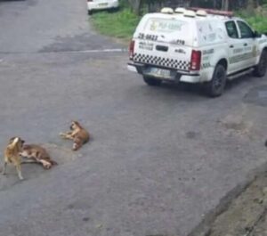 PMs são afastados sob suspeita de atropelar e matar dois cães em Manaus