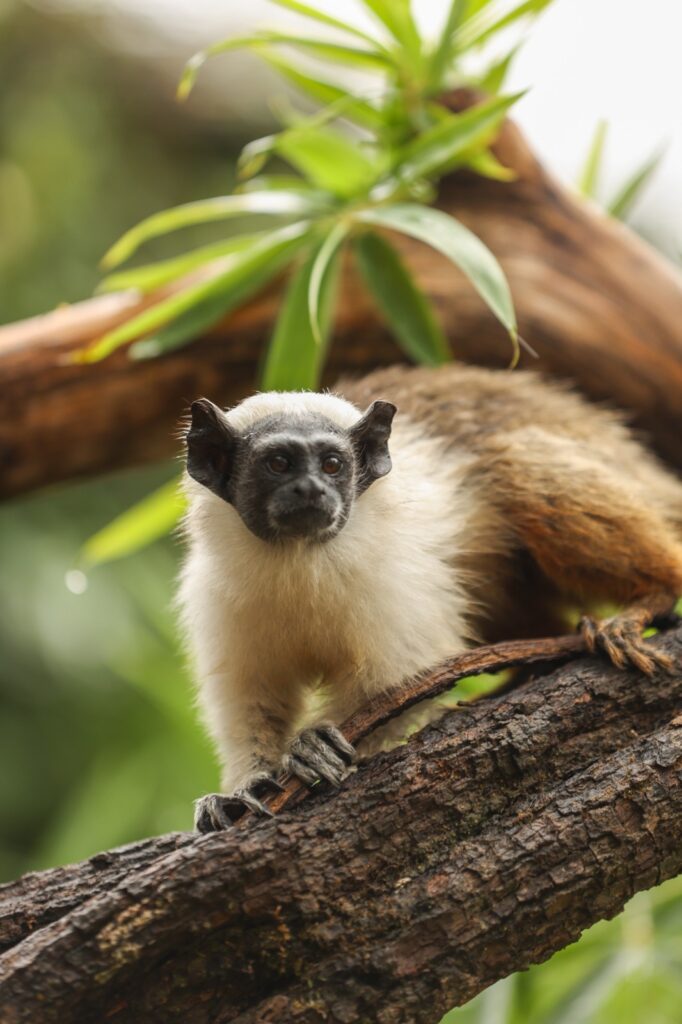 Zoológico de Brasília abre enquete para nomes de filhotes de sauim-de-coleira